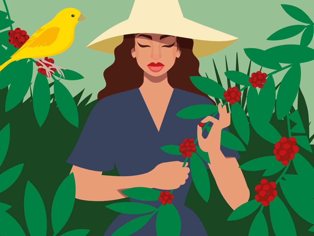 La Gomera Kaffee Frau mit Kaffeezweig und Kaffeekirschen